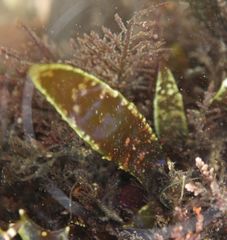 Chondracanthus spinosus