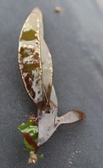 Chondracanthus spinosus