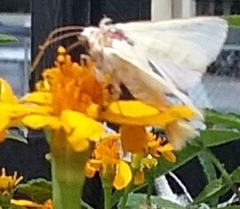 Lepidoptera