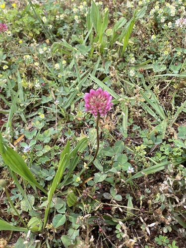 Trifolium repens