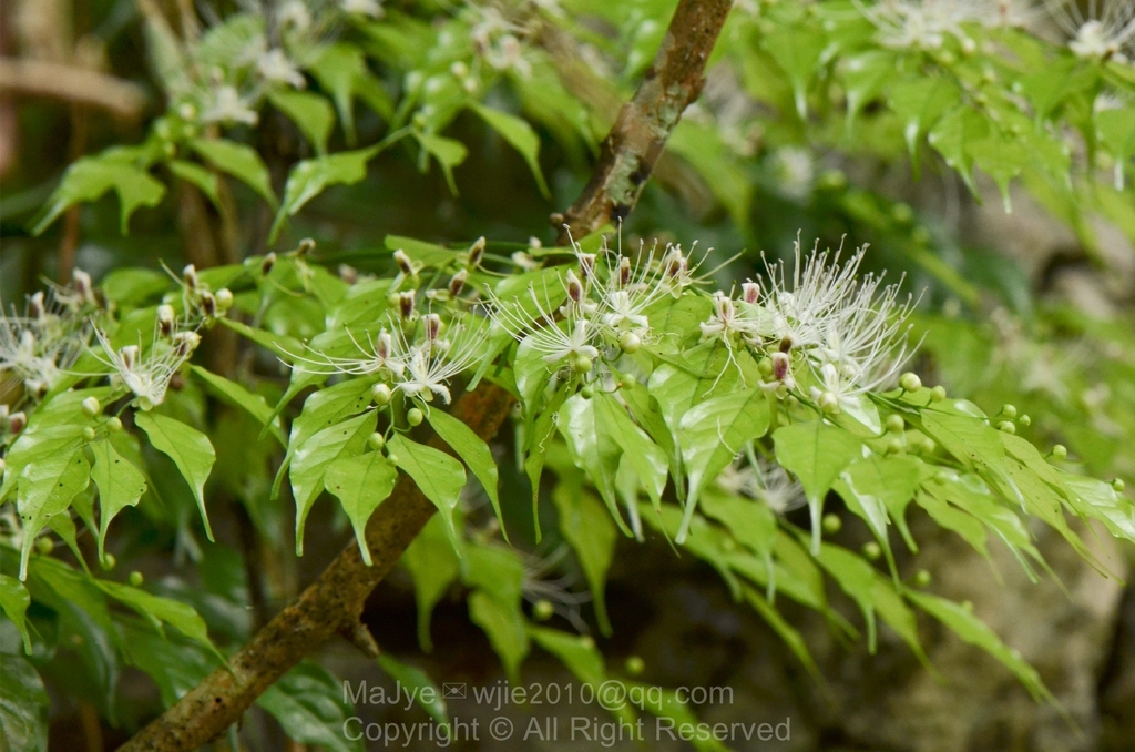 Capparis urophylla (Capparis urophylla)