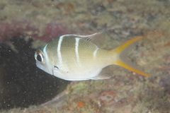 Monotaxis heterodon