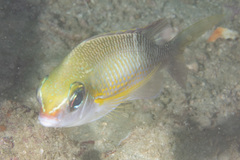 Scolopsis margaritifera