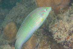 Halichoeres chloropterus