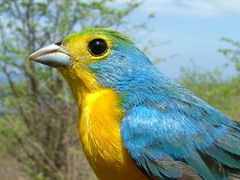 Passerina leclancherii