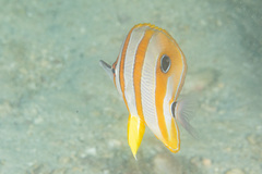 Chelmon rostratus