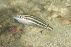 Halichoeres chloropterus