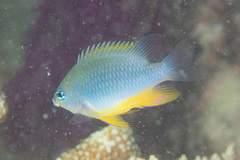 Chrysiptera burtjonesi