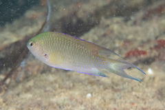 Neopomacentrus nemurus