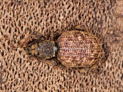 Otiorhynchus crataegi