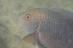 Hemiglyphidodon plagiometopon