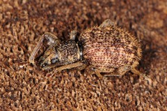 Otiorhynchus crataegi