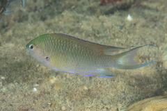 Neopomacentrus nemurus