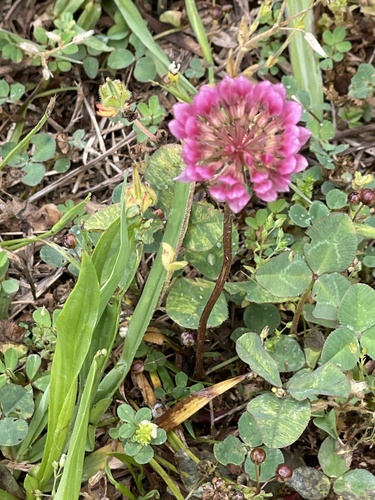 Trifolium repens