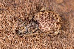 Otiorhynchus crataegi