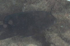 Hemiglyphidodon plagiometopon