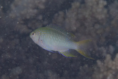 Neopomacentrus nemurus