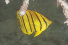 Chaetodon octofasciatus
