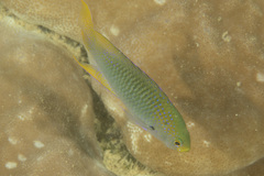Neopomacentrus nemurus
