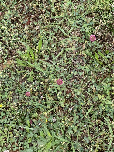 Trifolium repens