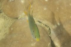 Neopomacentrus nemurus