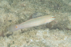 Amblygobius decussatus