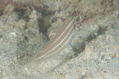 Halichoeres chloropterus