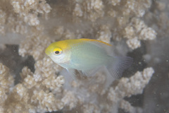 Pomacentrus aurifrons