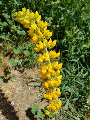 Lupinus luteolus