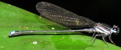 Argia indicatrix