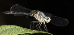 Argyrothemis argentea