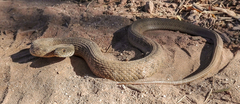 Thamnophis validus
