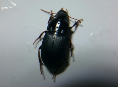 Harpalus