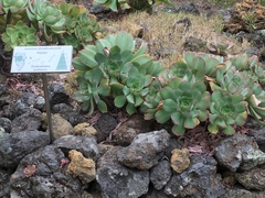 Aeonium davidbramwellii