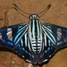 Phocides pigmalion - Photo (c) Rich Hoyer, alguns direitos reservados (CC BY-NC-SA), uploaded by Rich Hoyer