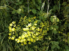 Euphorbia amygdaloides