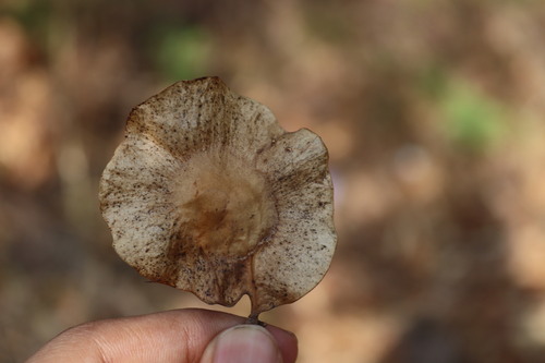 Image of Pterocarpus marsupium by (c) Vikas D Prasad, some rights reserved (CC BY-SA)