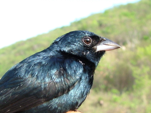 Blue-black Grassquit