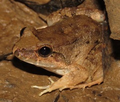 Leptodactylus leptodactyloides