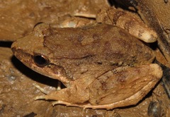 Leptodactylus leptodactyloides