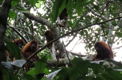 Alouatta sara