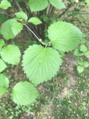 Viburnum rafinesqueanum