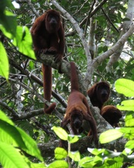 Alouatta sara