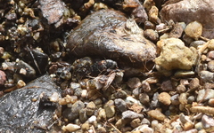 Dermestes carnivorus