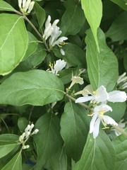Lonicera maackii