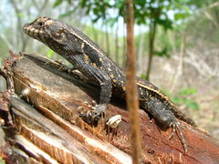 Sceloporus siniferus