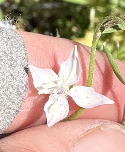 Image of Clarkia similis by (c) Barbara Banfield, some rights reserved (CC BY)