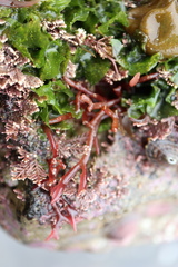 Lomentaria hakodatensis