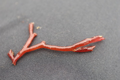 Lomentaria hakodatensis