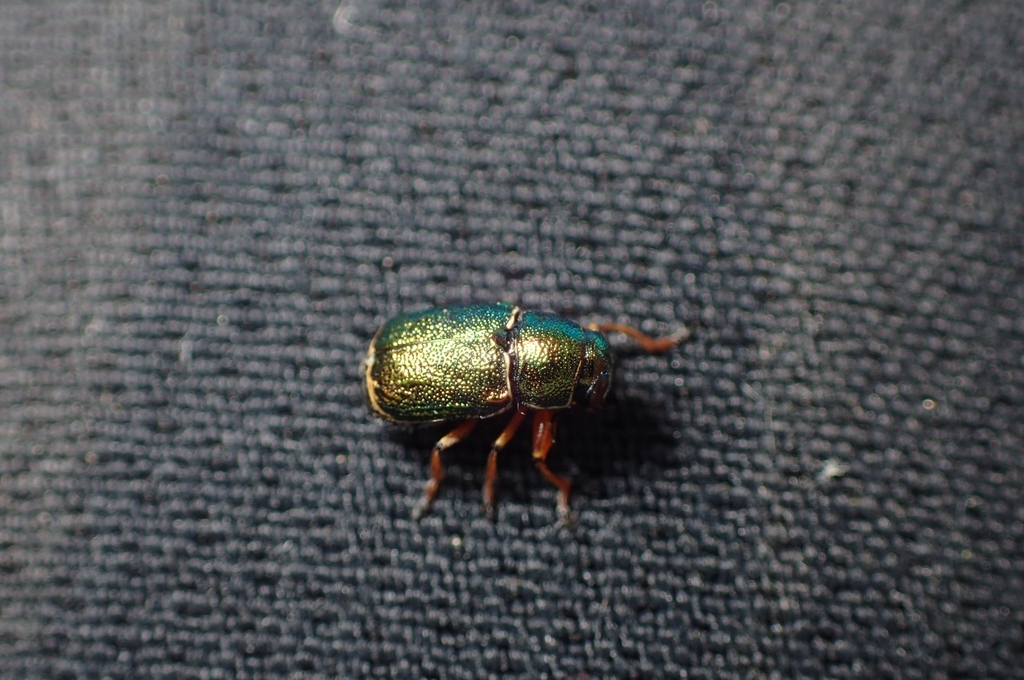 Pachybrachis regius